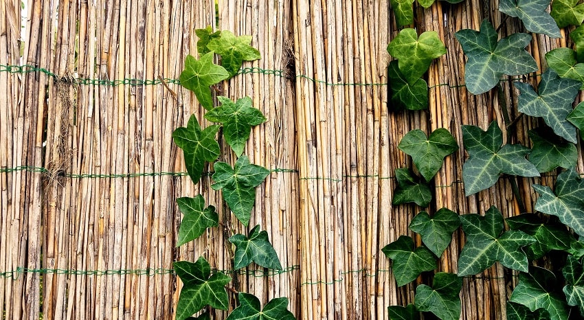 Come organizzare una perfetta grigliata in giardino - Pierucci Agricoltura-4