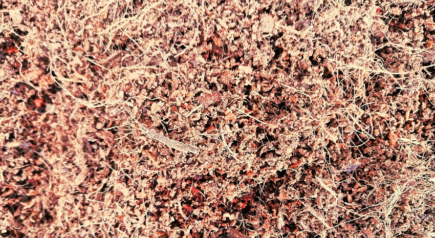 La fibra di cocco: cos'è e come si utilizza - Pierucci Agricoltura (2)