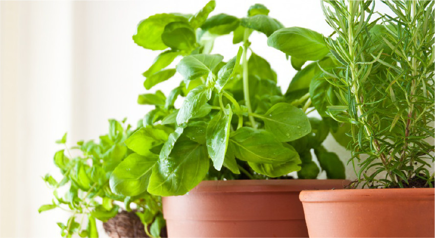 Piante antizanzare: un rimedio naturale ed efficace - Erbe aromatiche - Pierucci Agricoltura