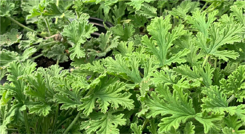 Piante antizanzare: un rimedio naturale ed efficace - Citronella - Pierucci Agricoltura