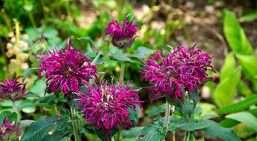 Piante antizanzare: un rimedio naturale ed efficace - Monarda - Pierucci Agricoltura