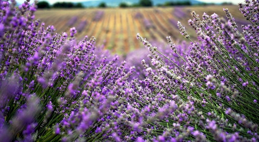 Piante antizanzare: un rimedio naturale ed efficace - Lavanda - Pierucci Agricoltura