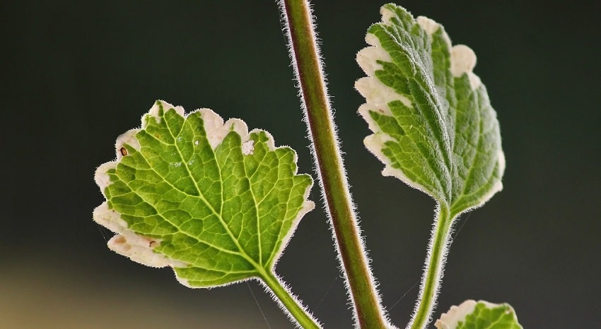 Piante antizanzare: un rimedio naturale ed efficace - Incenso - Pierucci Agricoltura