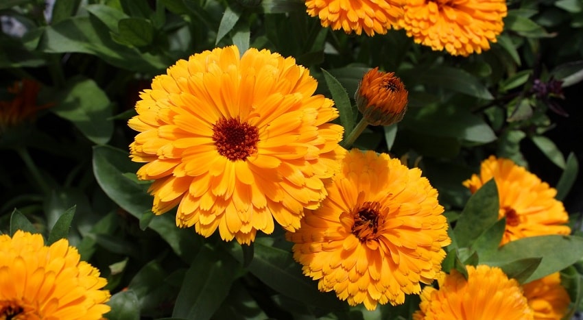 Piante antizanzare: un rimedio naturale ed efficace - Calendula - Pierucci Agricoltura