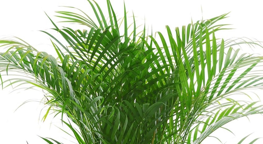 7 piante da ufficio per un ambiente rilassante - Areca