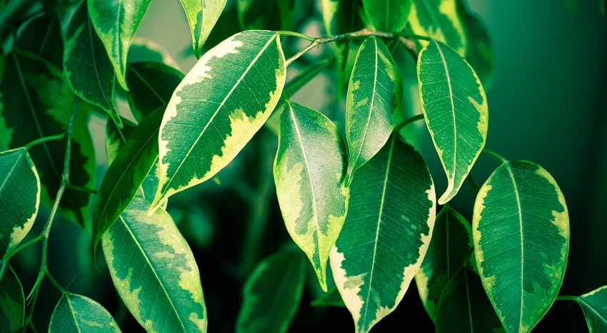 7 piante da ufficio per un ambiente rilassante - Ficus Benjamin