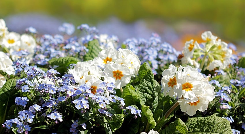 Fiori bianchi e celesti all'interno di un'aiuola- Come fare un'aiuola in poche semplici mosse