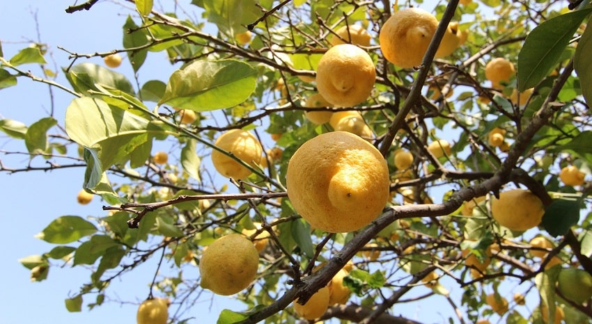 Come Potare Il Limone Trucchi E Consigli Pierucci Agricoltura