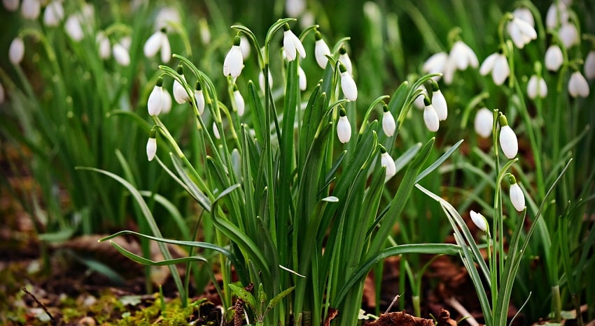 Immagine di campanule piantate nel terreno
