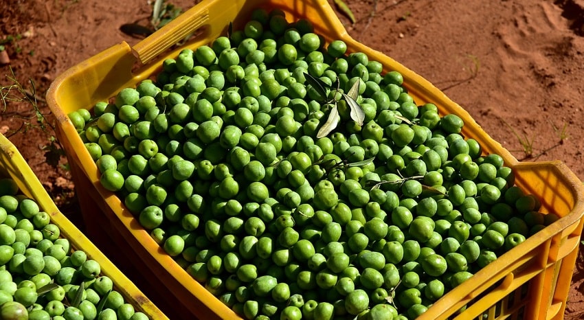 Cassetta agricola gialla contenente olive verdi